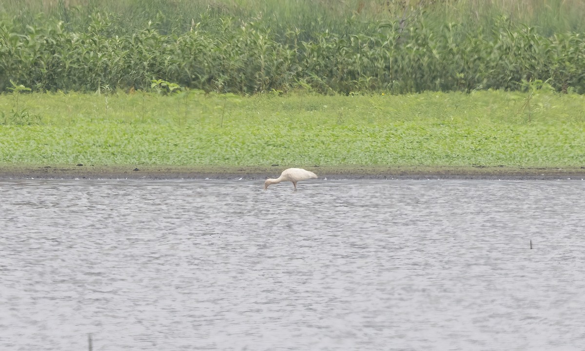 Yellow-billed Spoonbill - ML614327729