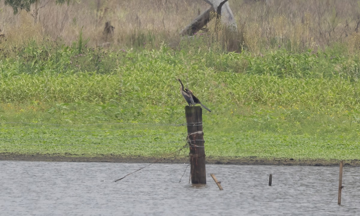 Austral-Schlangenhalsvogel - ML614327776