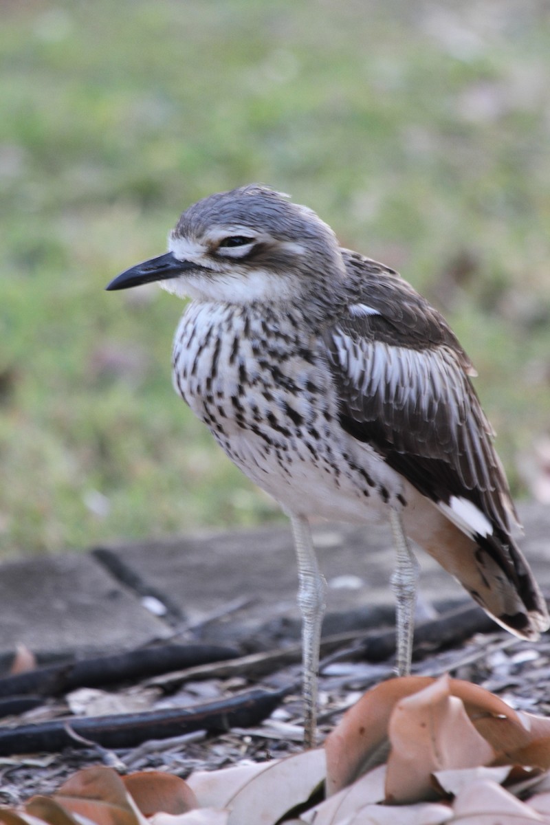 Bush Thick-knee - ML614327815