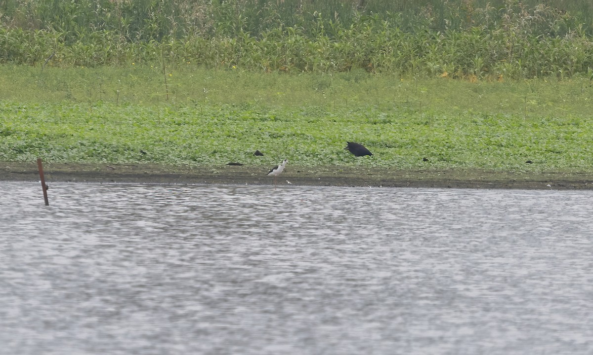 Pied Stilt - ML614327840