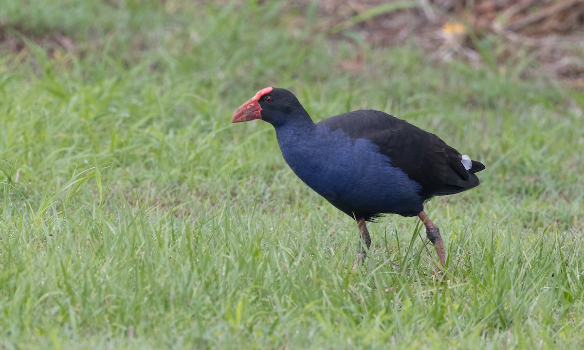 Australasian Swamphen - ML614327929