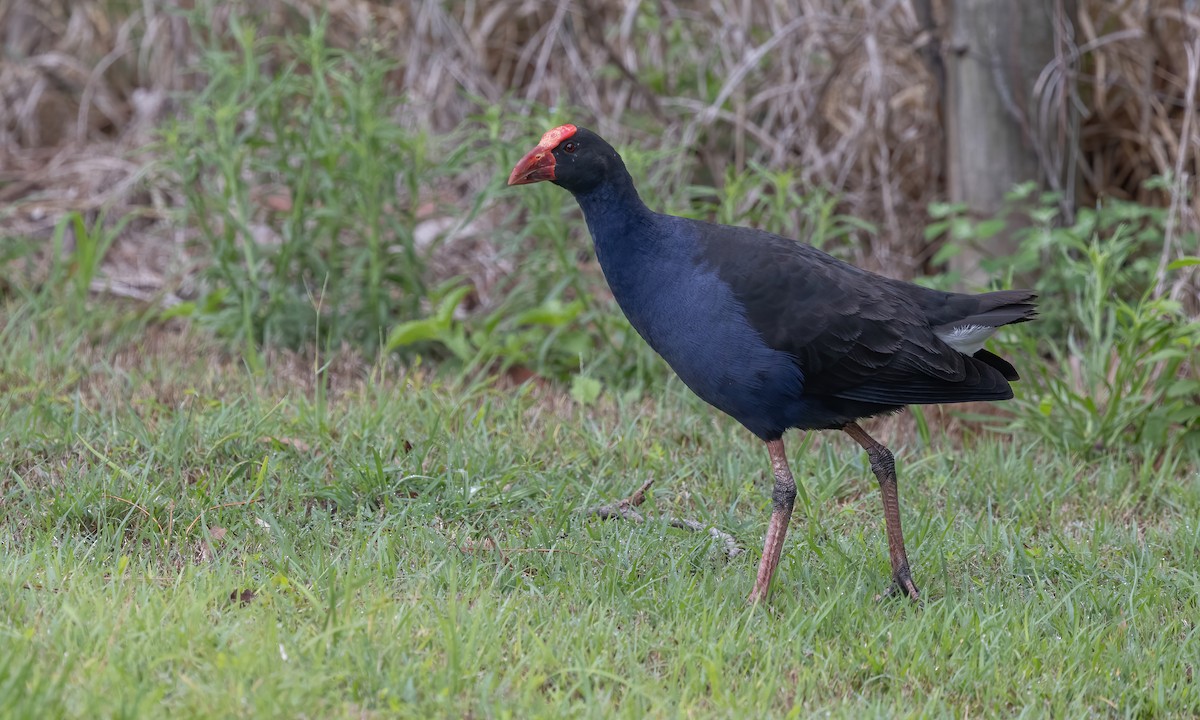 Australasian Swamphen - ML614327930