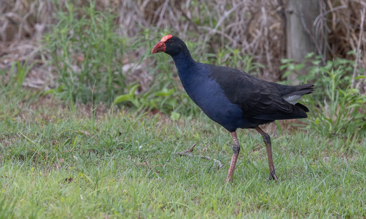 Australasian Swamphen - ML614327931