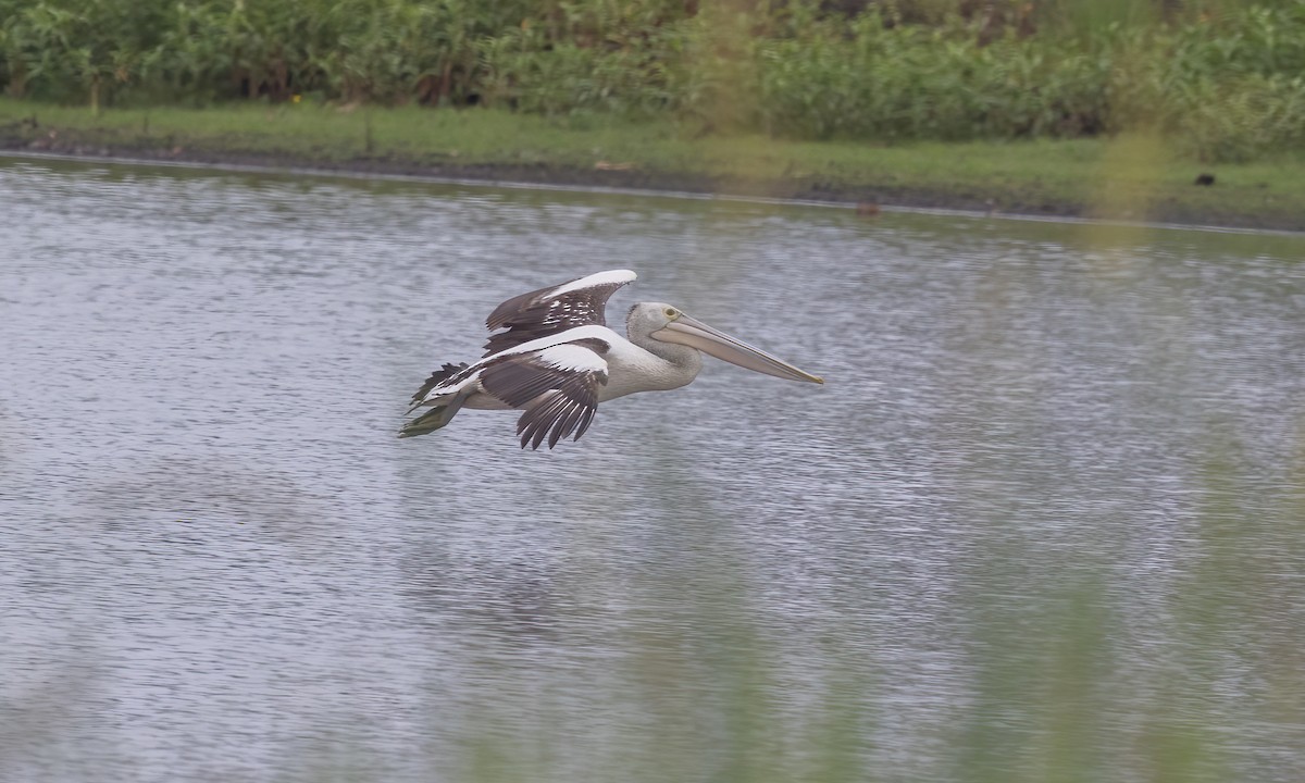 Australian Pelican - ML614327947