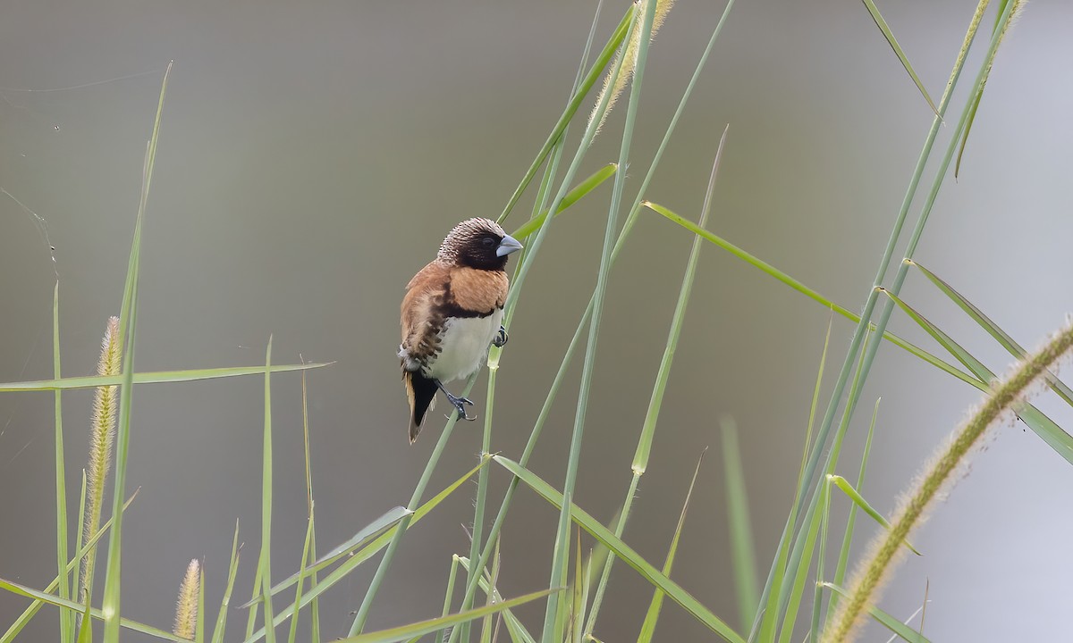 Chestnut-breasted Munia - ML614327965