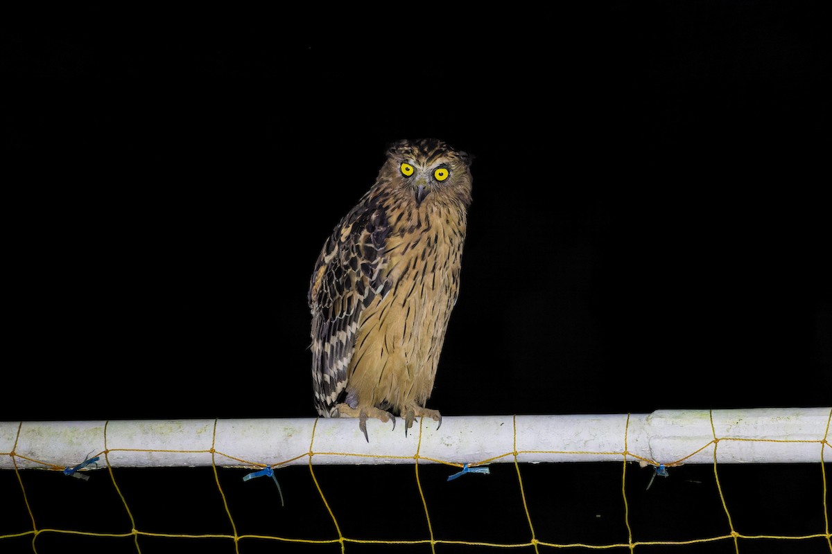 Buffy Fish-Owl - ML614327973