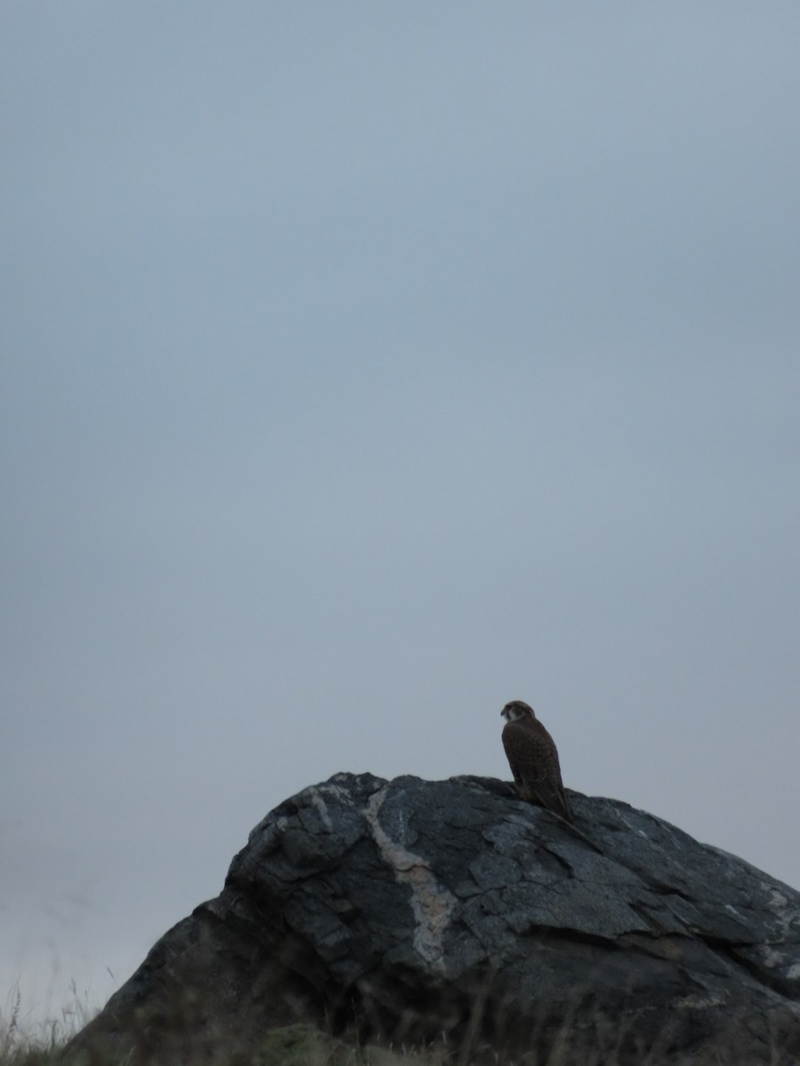 Prairie Falcon - ML614328006