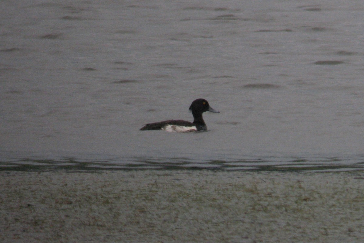 Tufted Duck - ML614328016