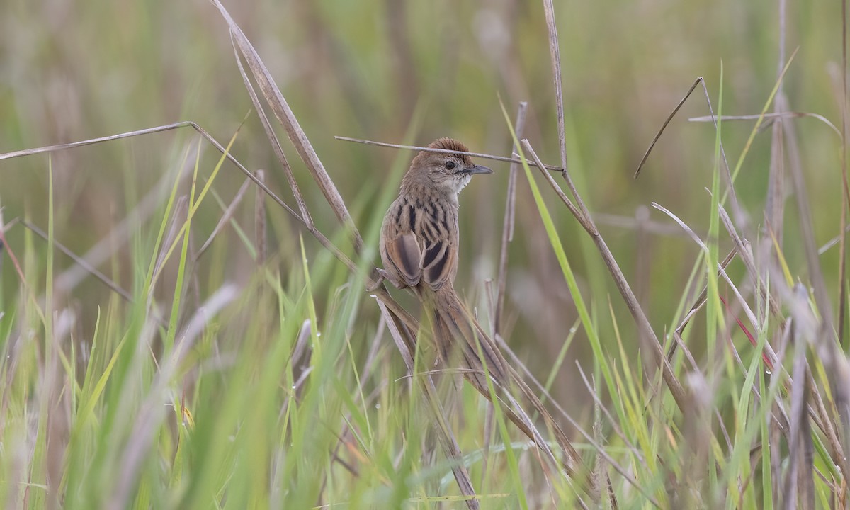 Tawny Grassbird - ML614328027