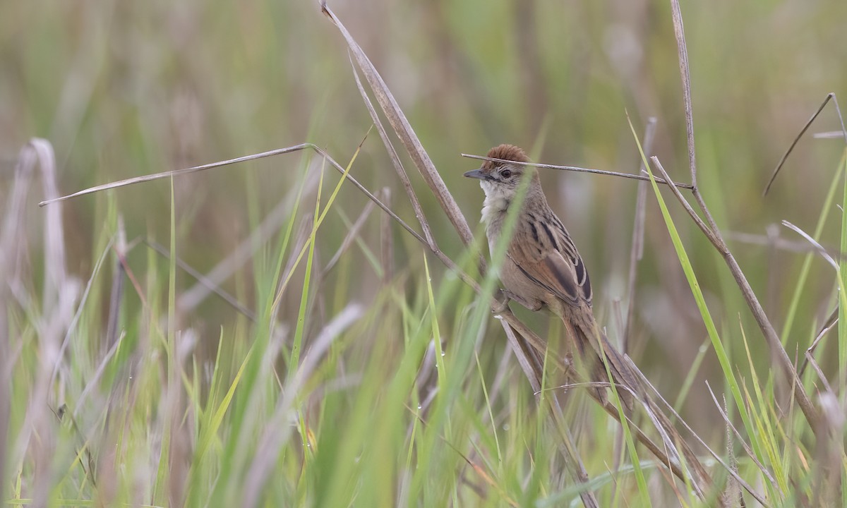 Tawny Grassbird - ML614328028