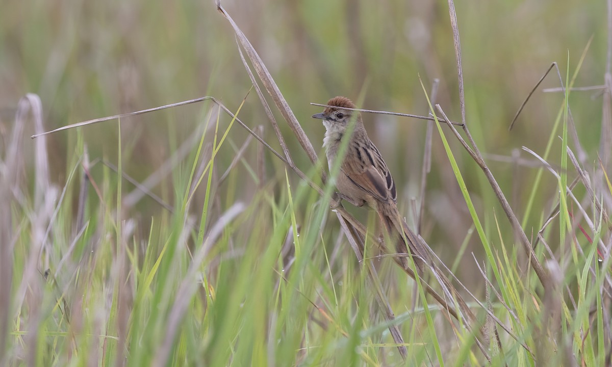 Tawny Grassbird - Paul Fenwick