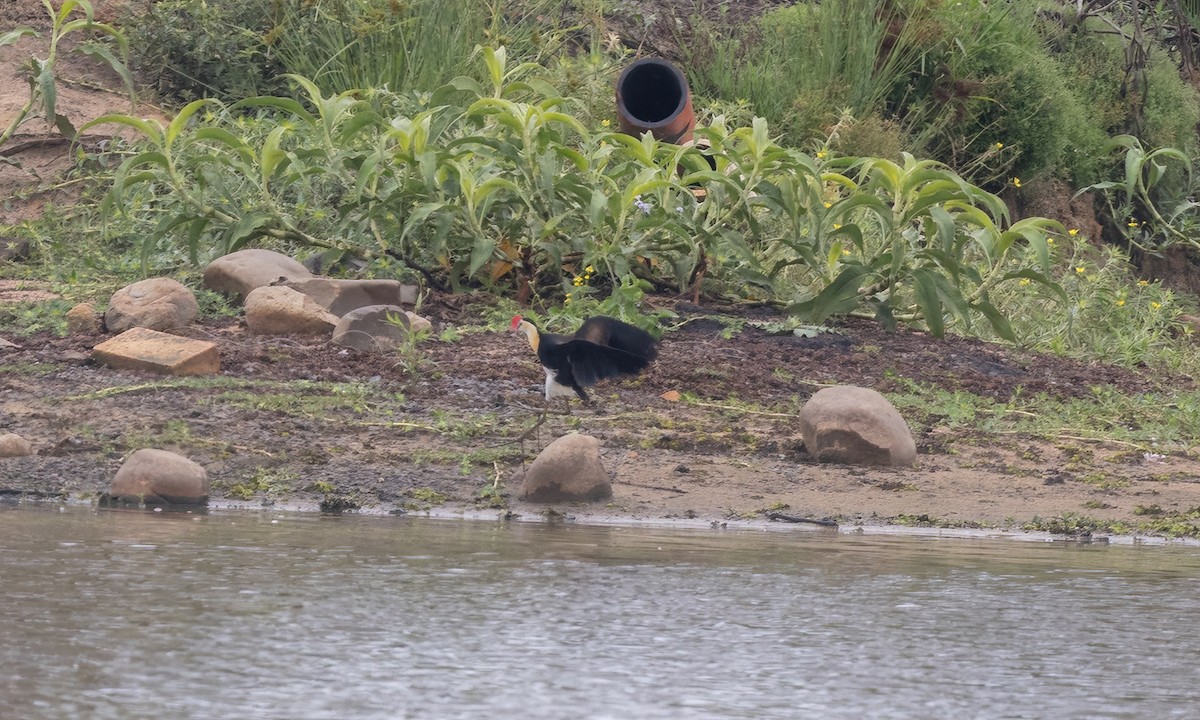 Comb-crested Jacana - ML614328051