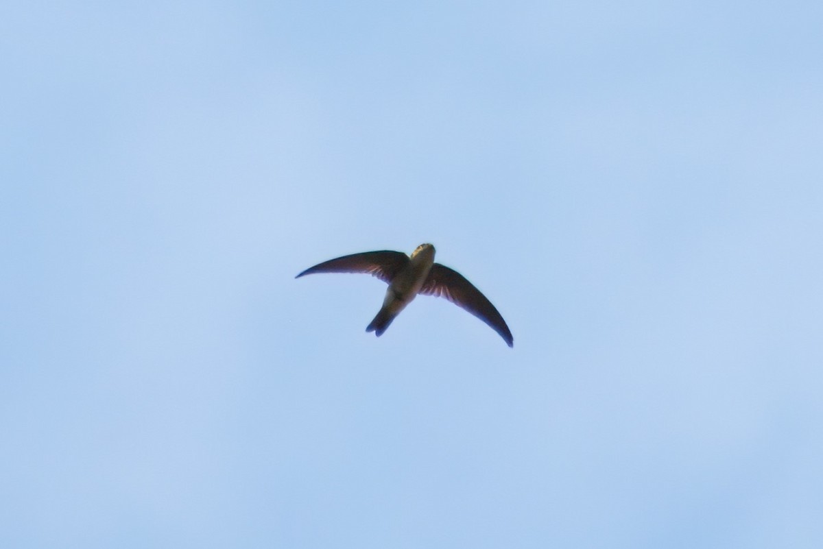 Germain's Swiftlet - ML614328084