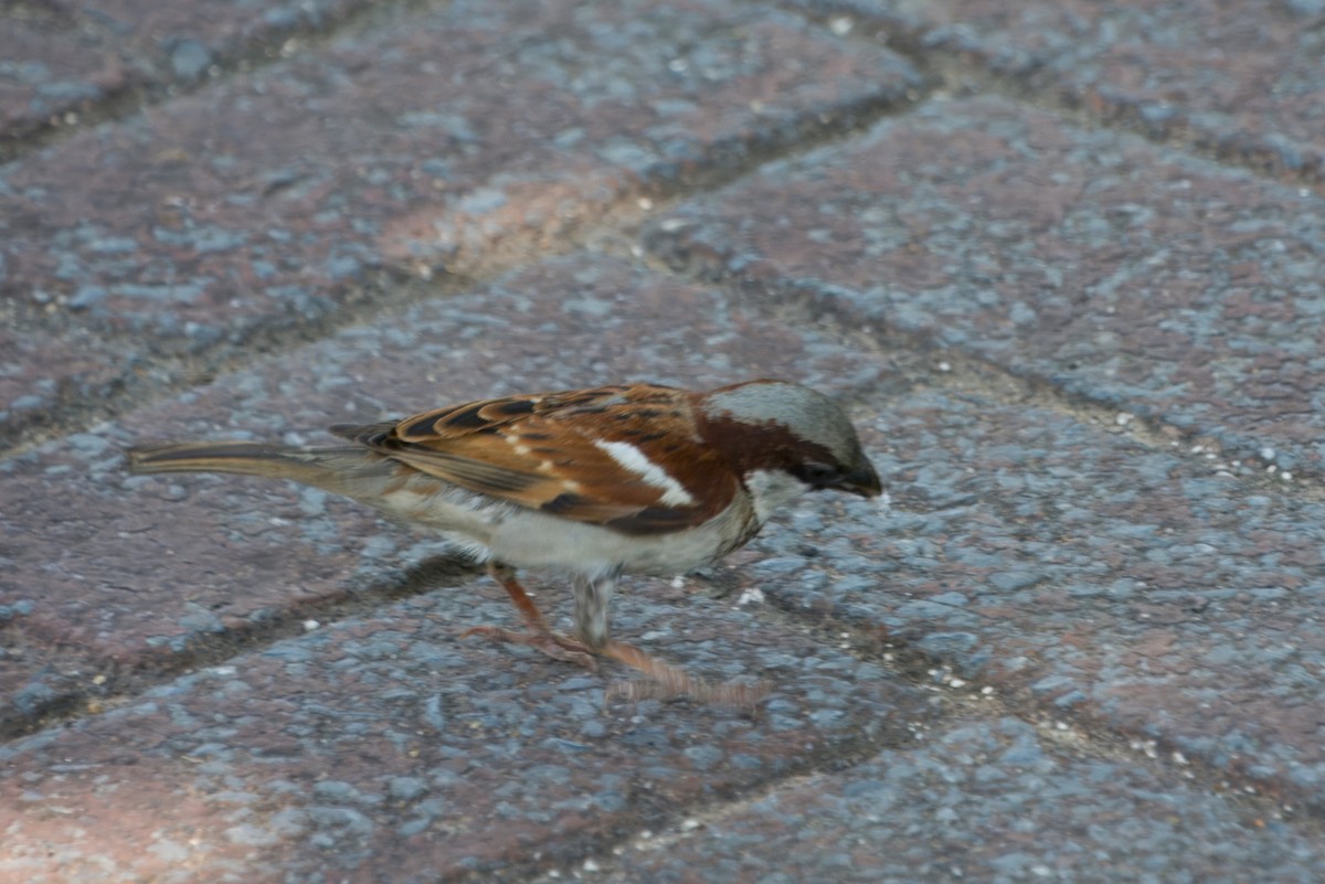 House Sparrow - ML614328113