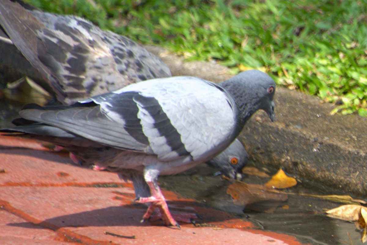 Rock Pigeon (Feral Pigeon) - ML614328124