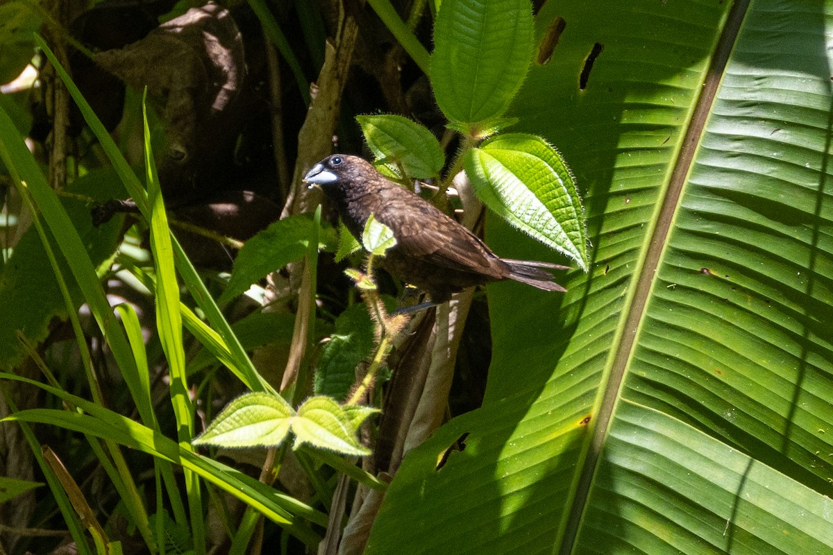 Dusky Munia - Magnus Persmark