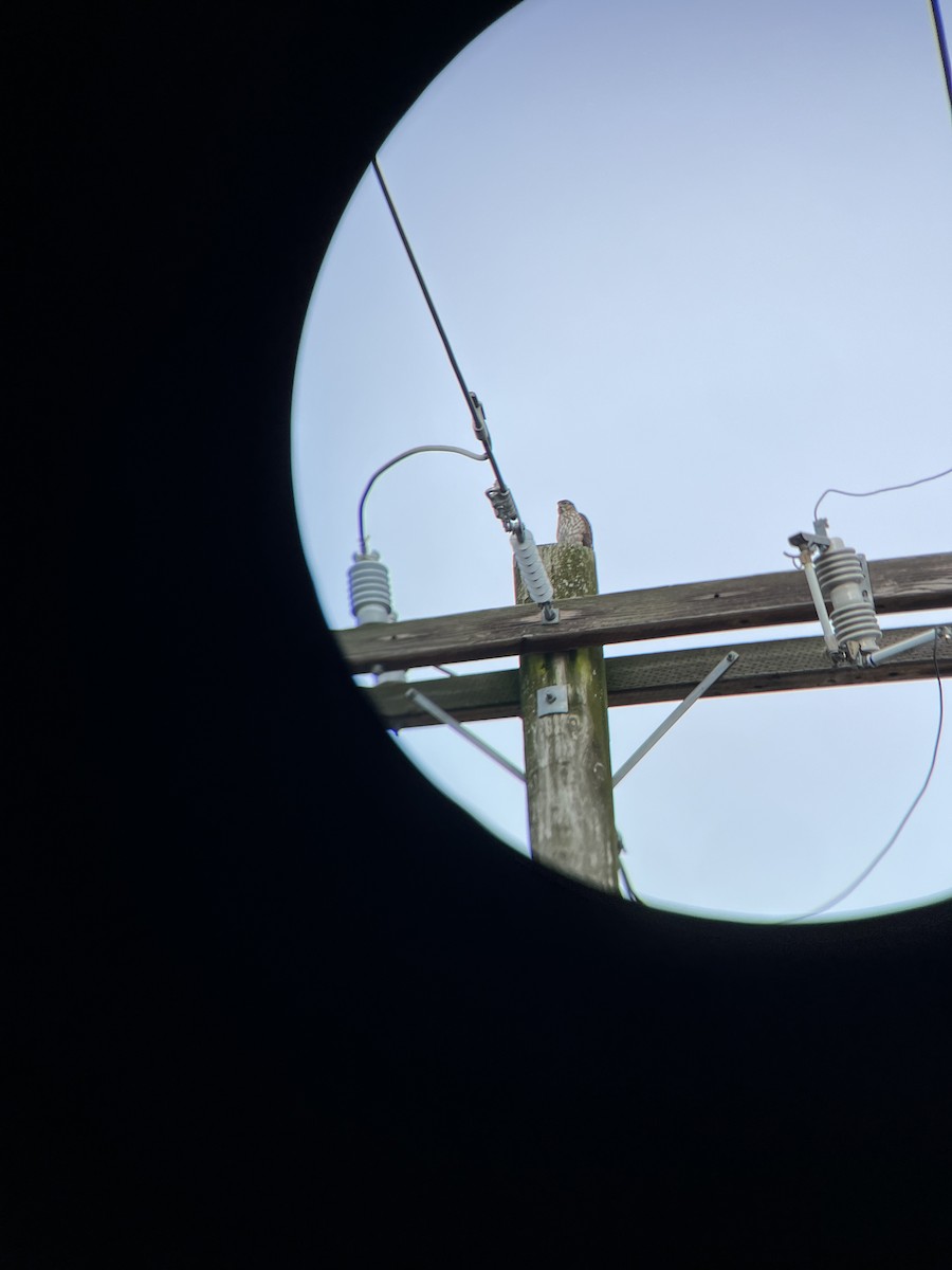 Cooper's Hawk - ML614328138