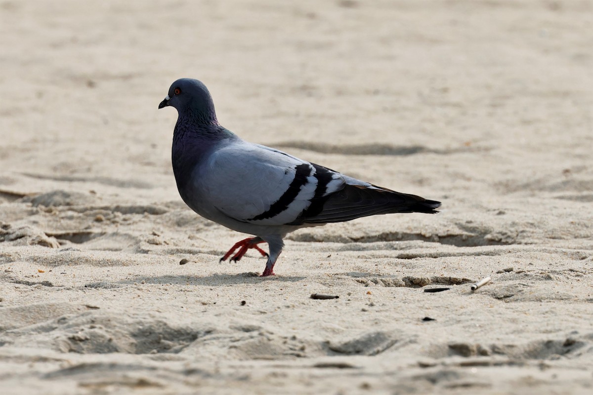 Rock Pigeon (Feral Pigeon) - ML614328144