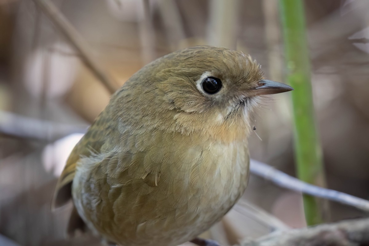 Perija Antpitta - ML614328169