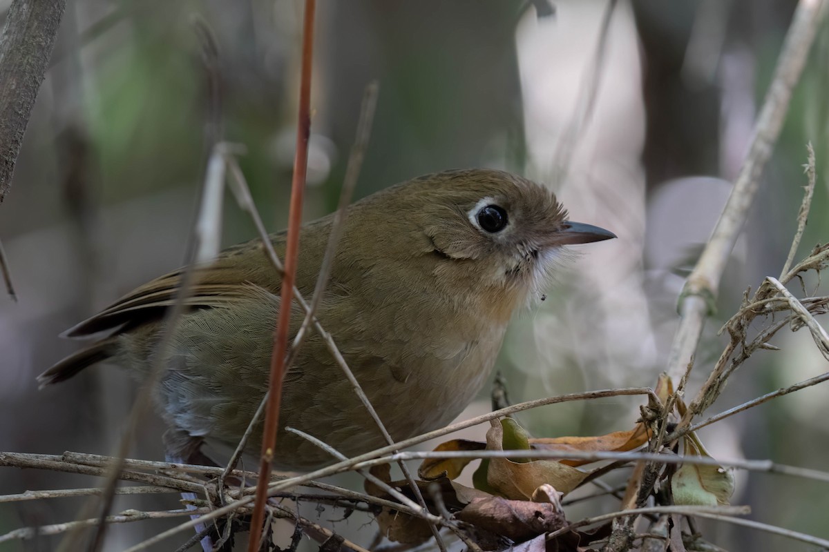 Perija Antpitta - ML614328170