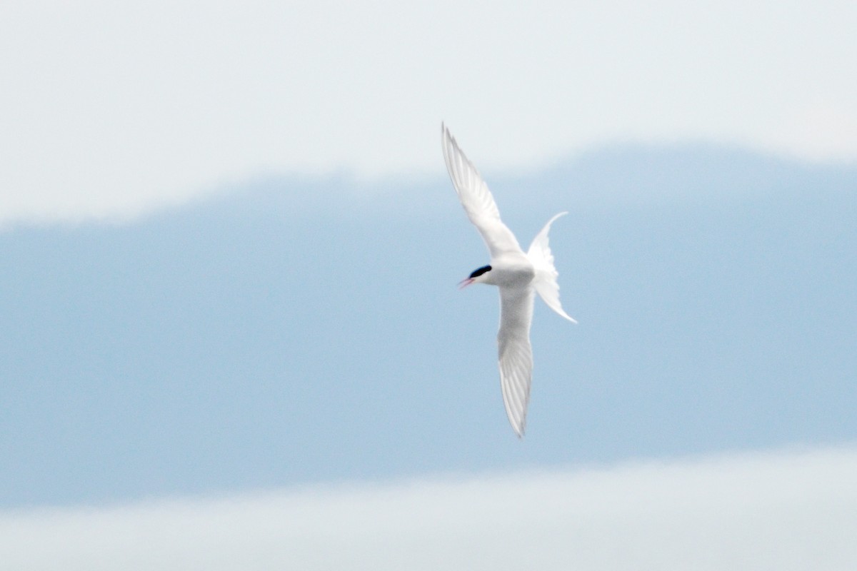 Arctic Tern - Ryan Merrill