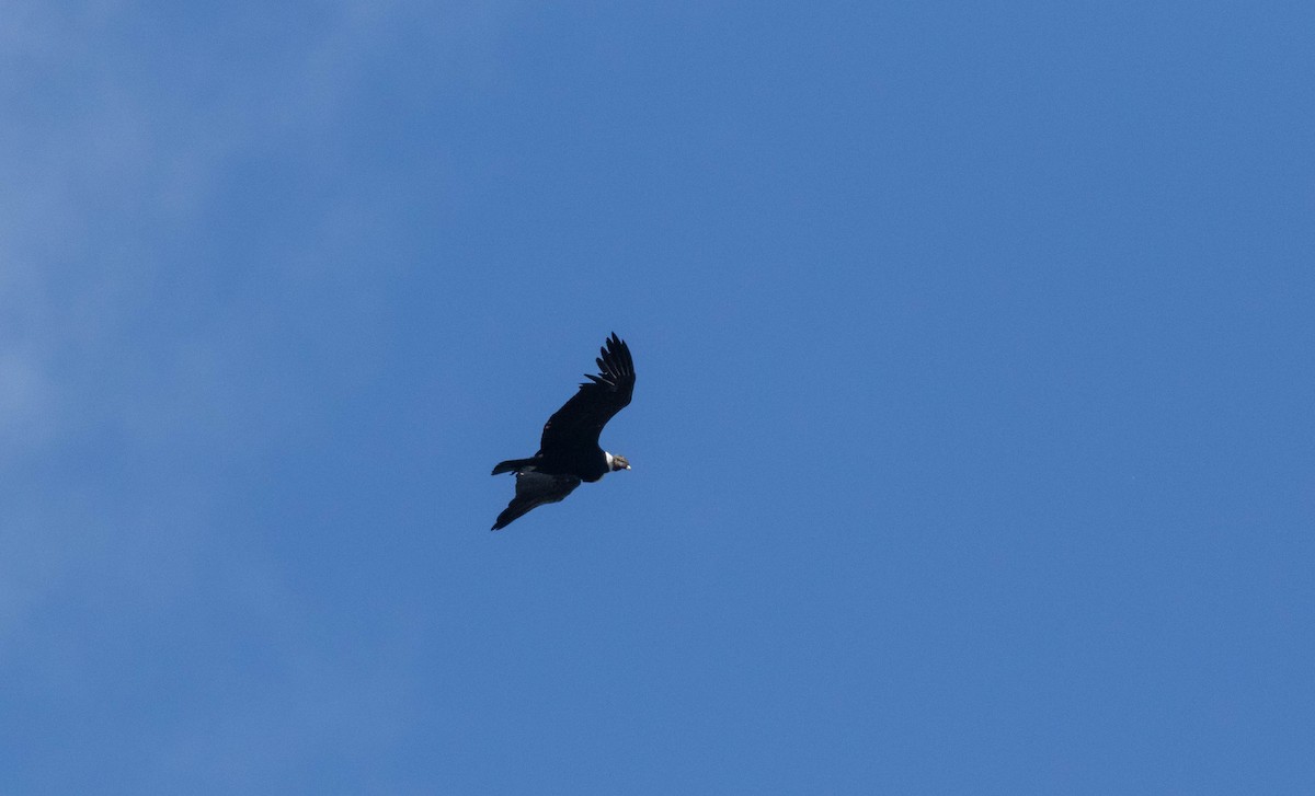 Condor des Andes - ML614328184