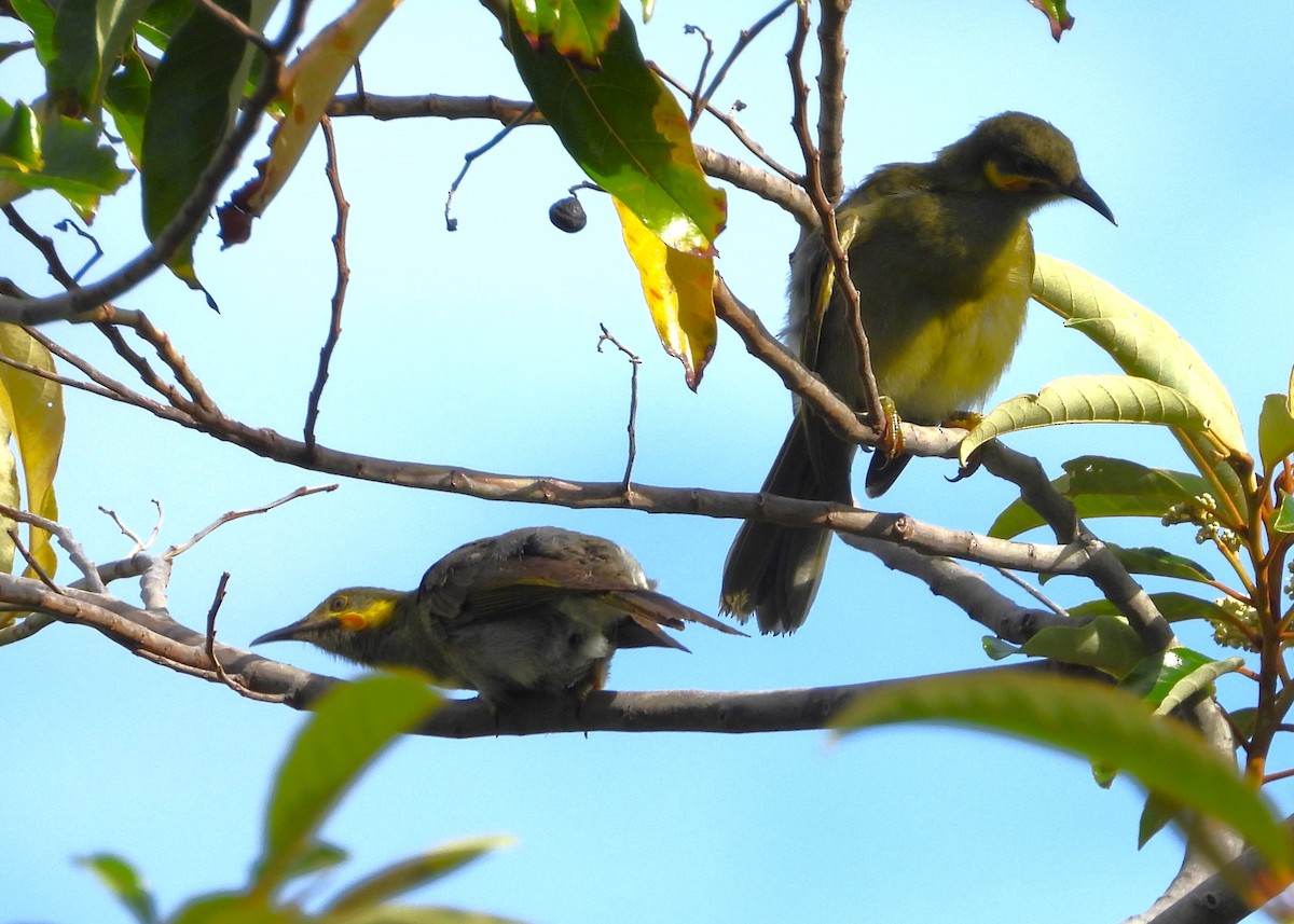 Eastern Wattled-Honeyeater - ML614328208