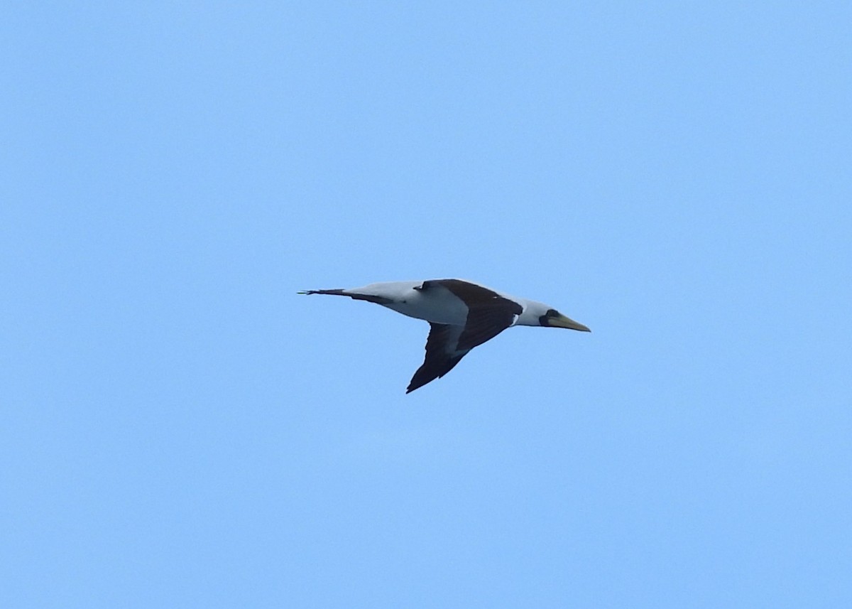 Masked Booby - Nick Komar