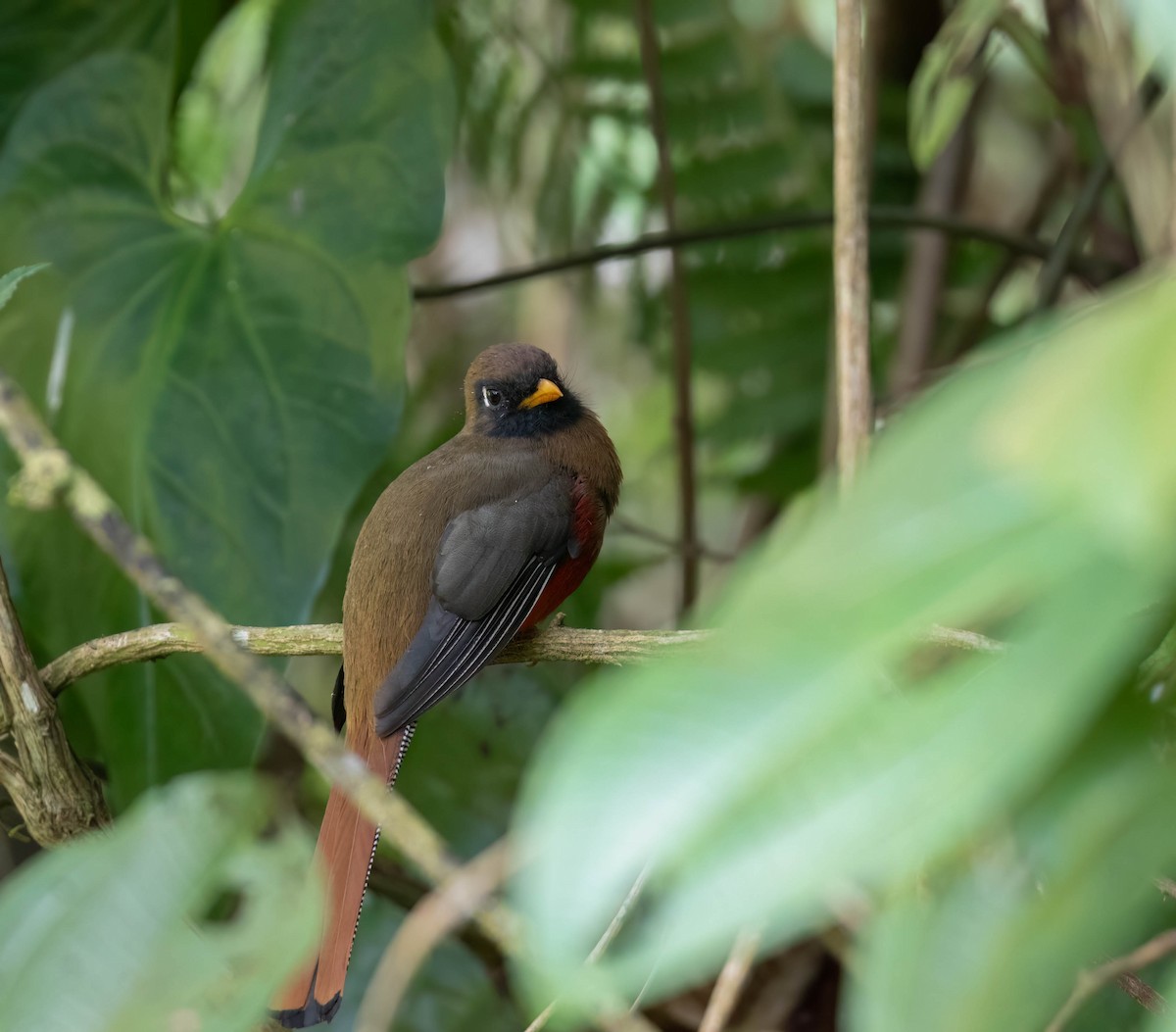 Masked Trogon - Brad Murphy