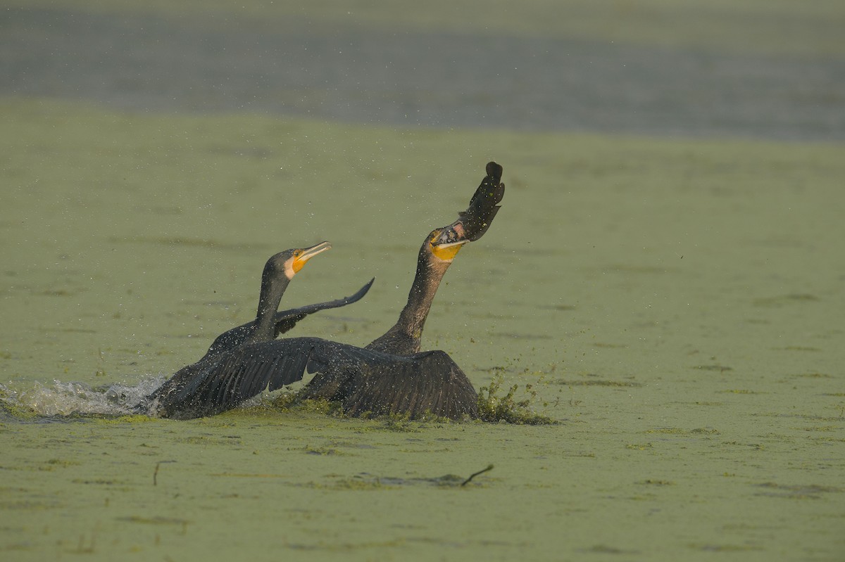 Great Cormorant - ML614328330