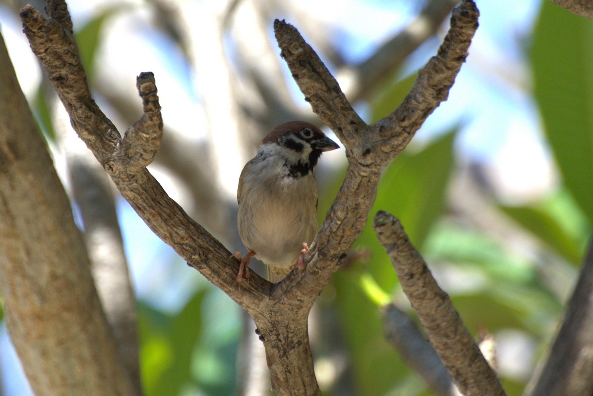 Eurasian Tree Sparrow - ML614328333