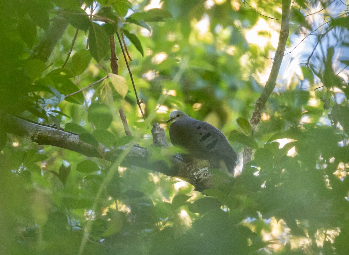 Maroon-chested Ground Dove - Brad Murphy