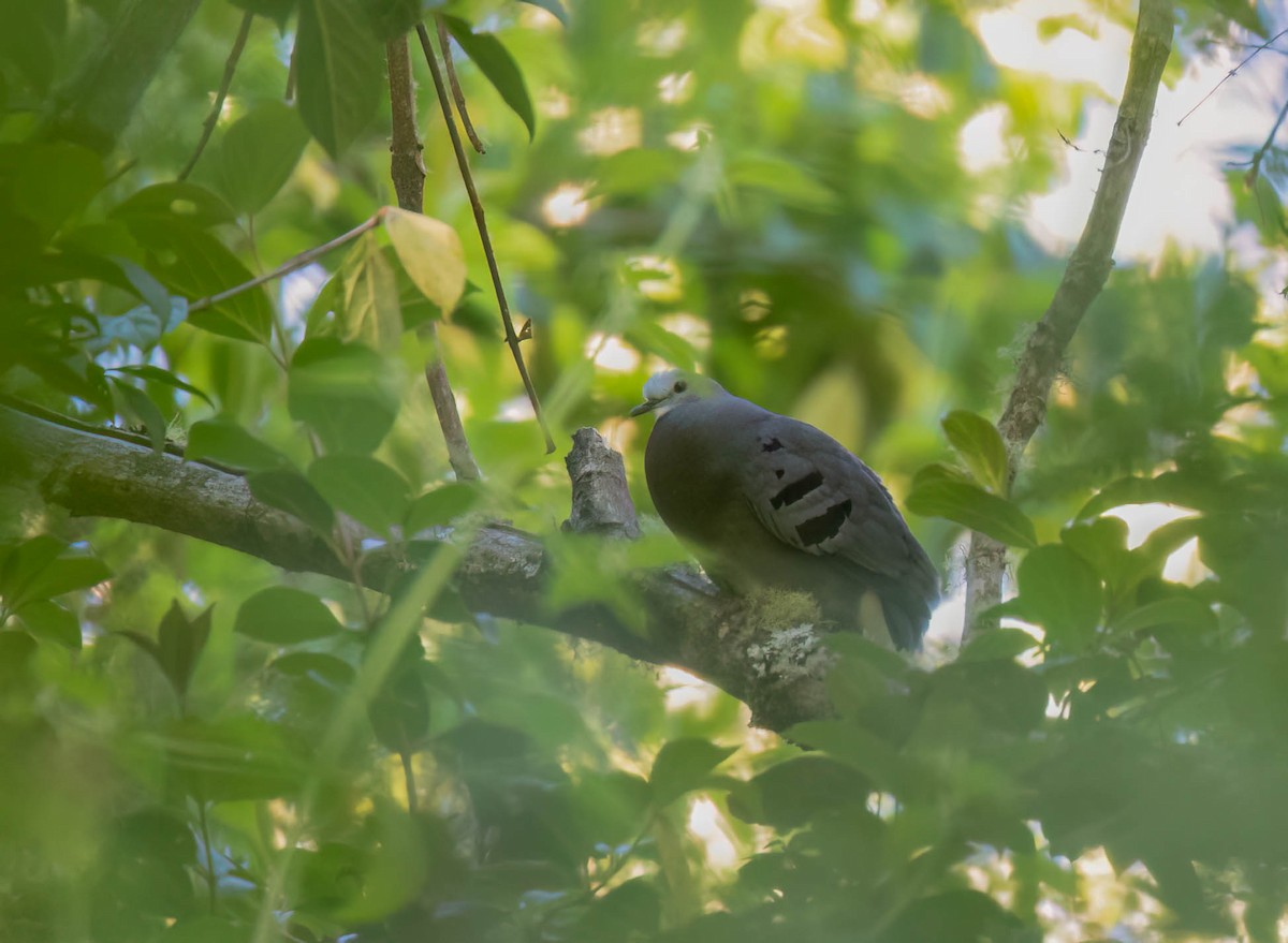 Maroon-chested Ground Dove - ML614328490