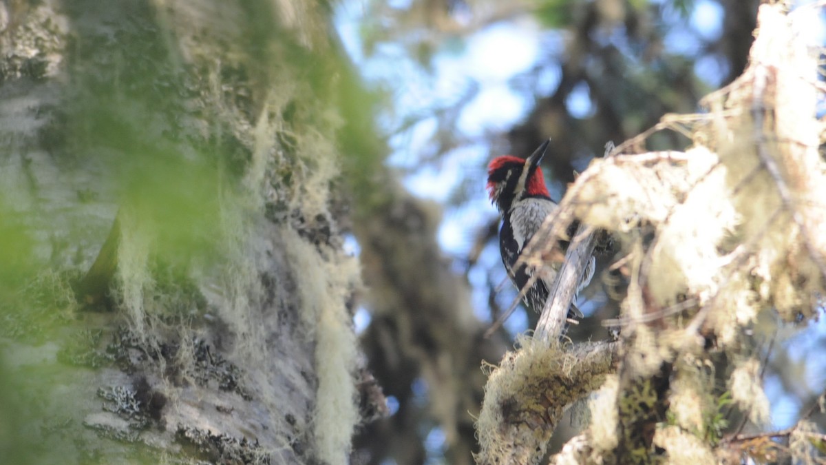 Red-naped Sapsucker - ML614328501