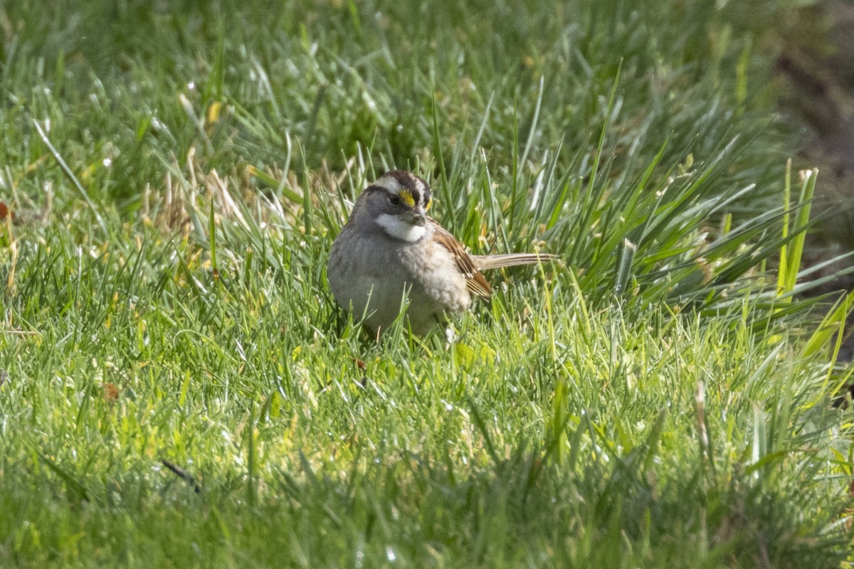 White-throated Sparrow - Steve Abbott
