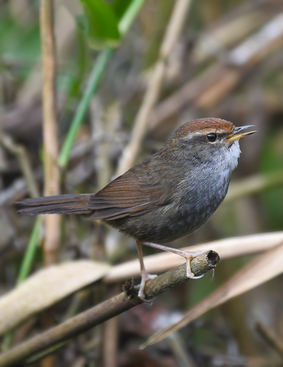 Gray-sided Bush Warbler - ML614328593