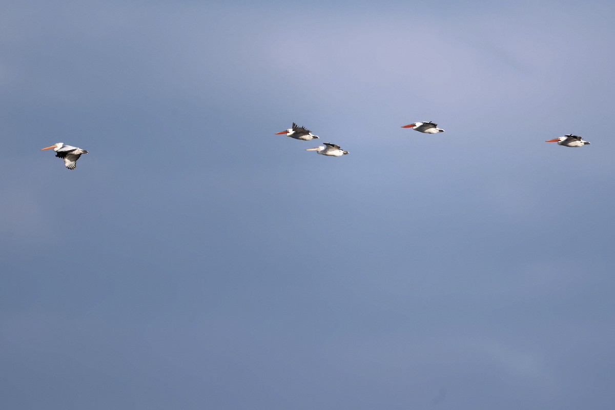 Dalmatian Pelican - Anonymous