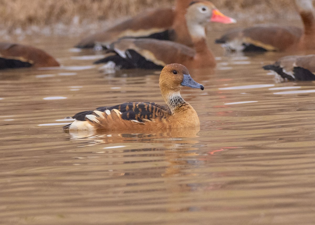 Fulvous Whistling-Duck - Charles Lyon
