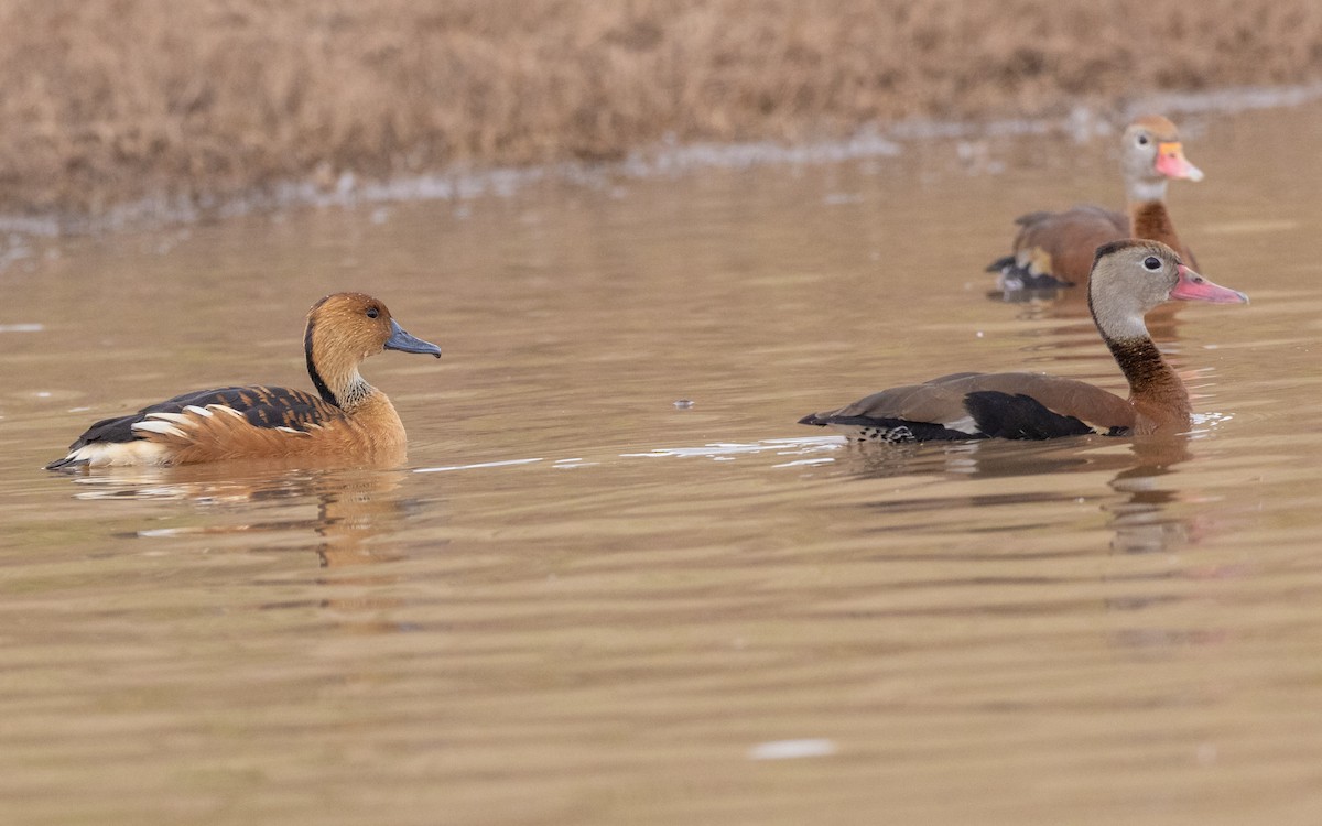 Fulvous Whistling-Duck - Charles Lyon