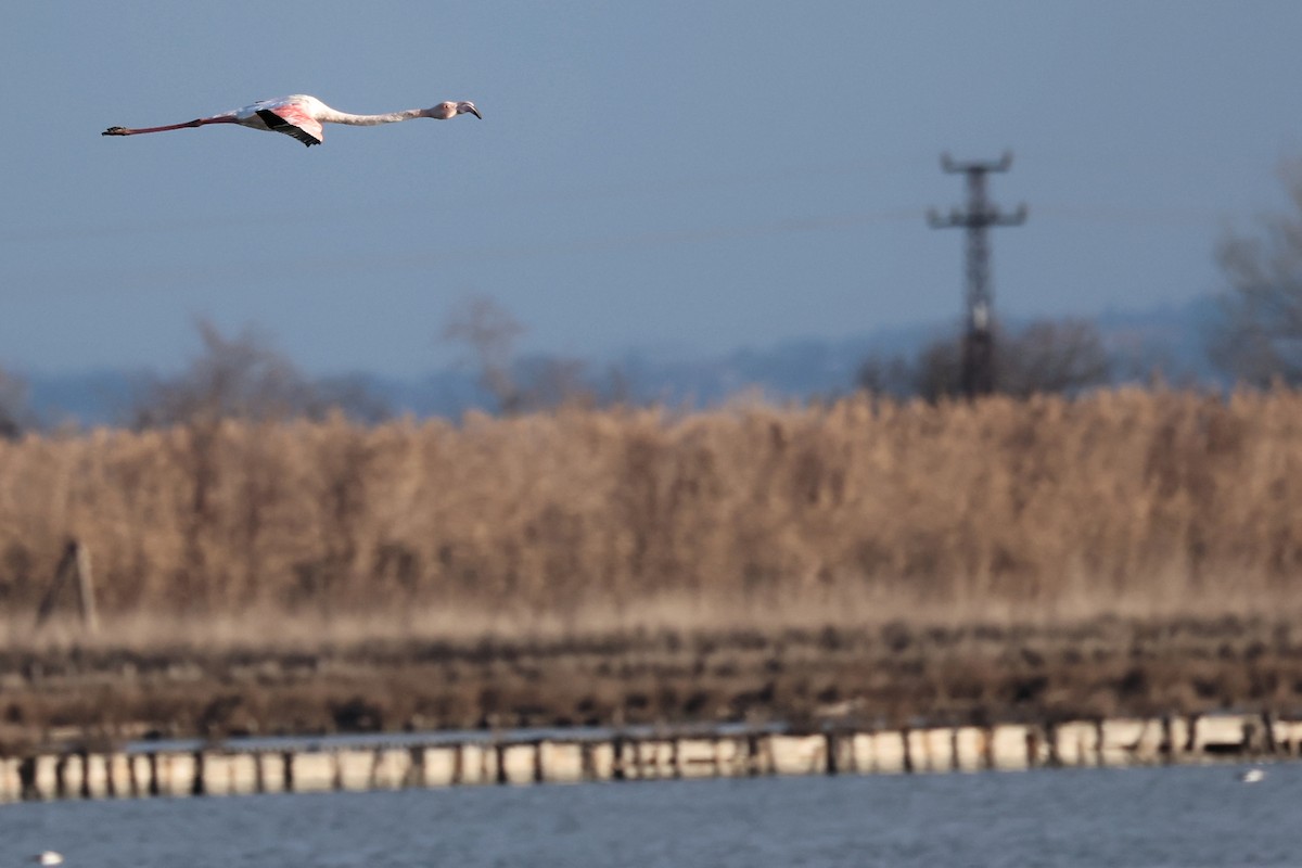 Greater Flamingo - Anonymous