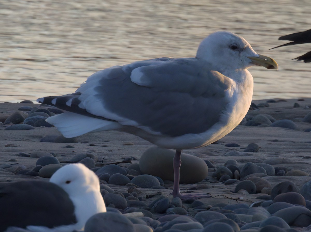 Western/Glaucous-winged Gull - ML614328701