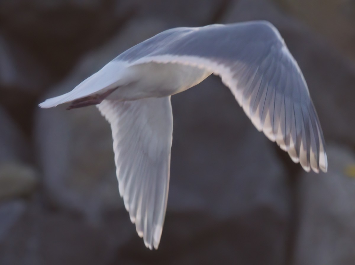 Western/Glaucous-winged Gull - ML614328703