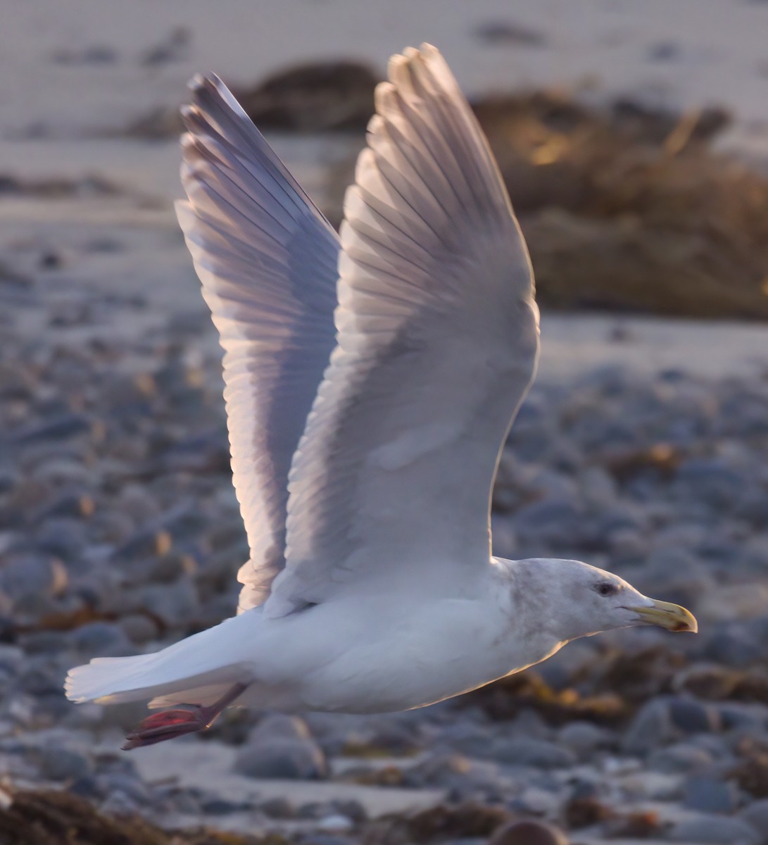 Western/Glaucous-winged Gull - ML614328705