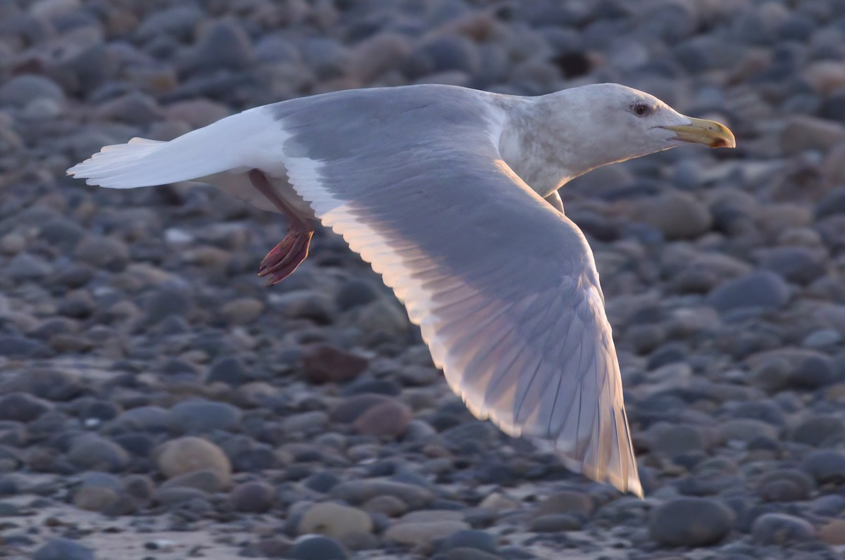 Western/Glaucous-winged Gull - ML614328706