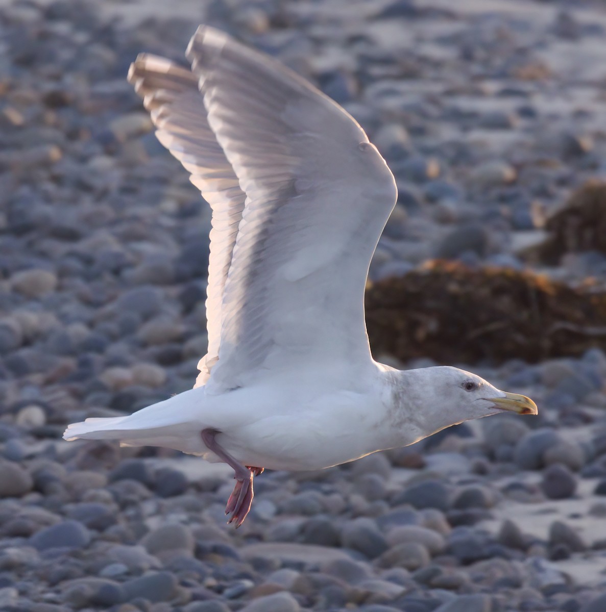 Western/Glaucous-winged Gull - ML614328708