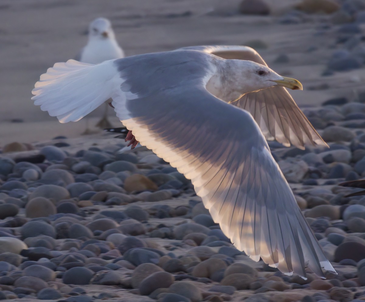 Western/Glaucous-winged Gull - ML614328709