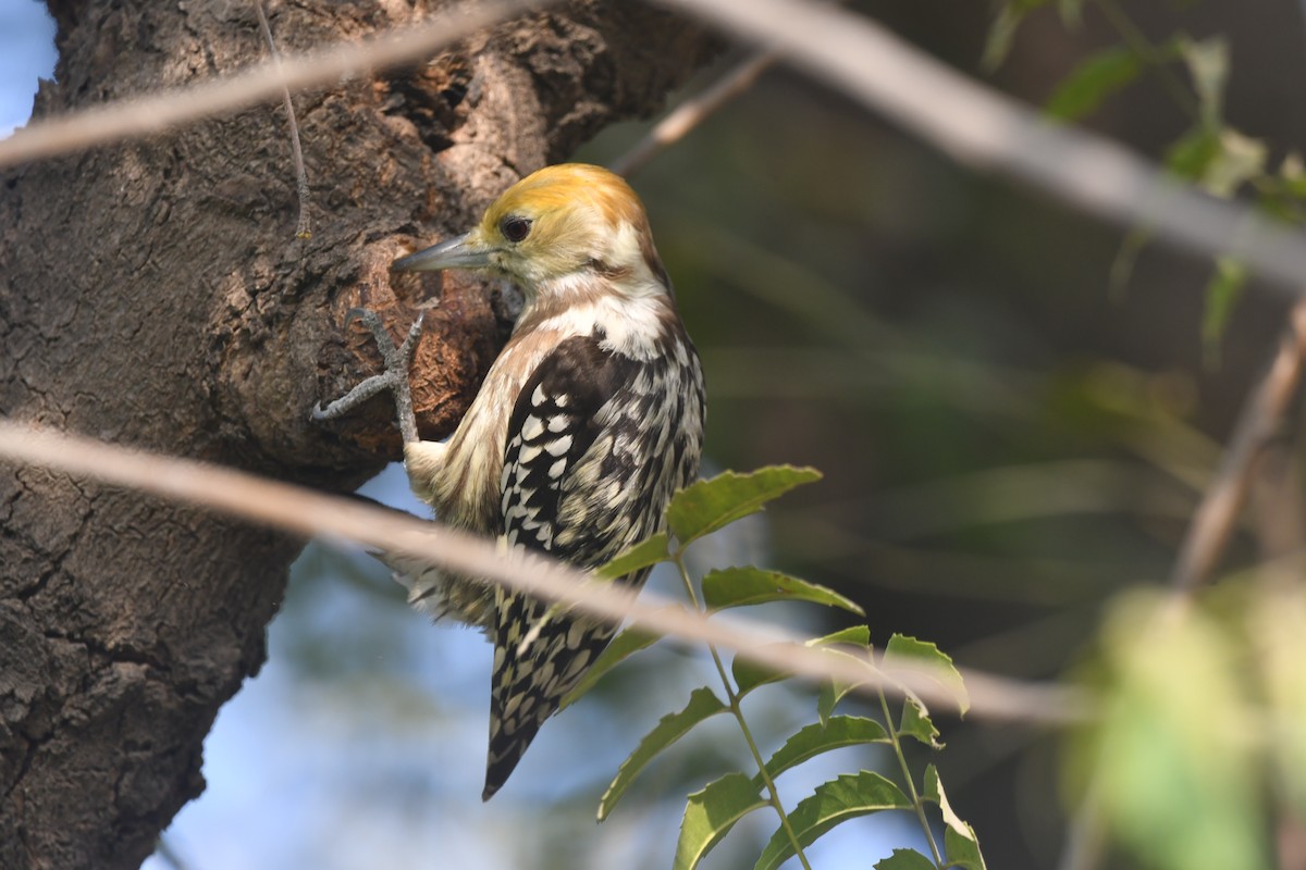 Yellow-crowned Woodpecker - ML614328716