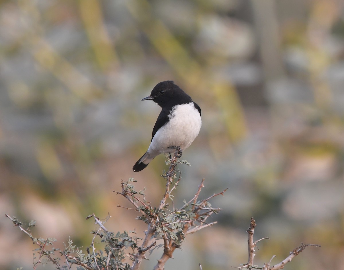 Variable Wheatear - ML614328734