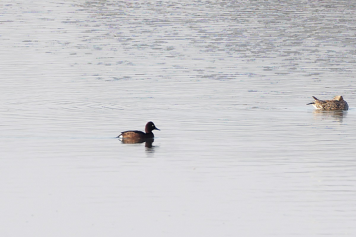 Ferruginous Duck - ML614328769