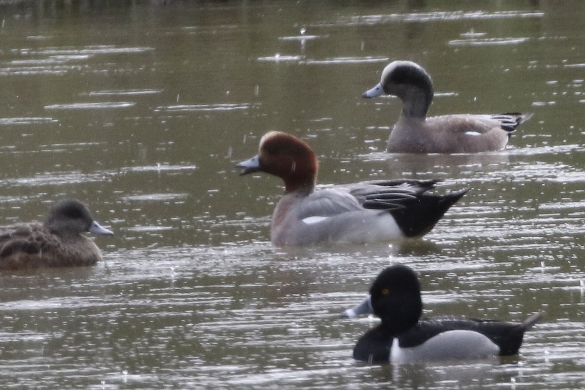 Eurasian Wigeon - ML614328794